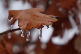 Freezing Rain Results In Surfaces Being Coated With A Sheet Of Ice In Toronto, Canada