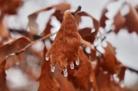 Freezing Rain Results In Surfaces Being Coated With A Sheet Of Ice In Toronto, Canada