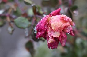 Freezing Rain Results In Surfaces Being Coated With A Sheet Of Ice In Toronto, Canada