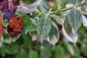 Freezing Rain Results In Surfaces Being Coated With A Sheet Of Ice In Toronto, Canada