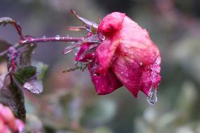 Freezing Rain Results In Surfaces Being Coated With A Sheet Of Ice In Toronto, Canada