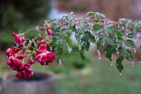 Freezing Rain Results In Surfaces Being Coated With A Sheet Of Ice In Toronto, Canada