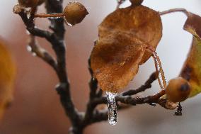 Freezing Rain Results In Surfaces Being Coated With A Sheet Of Ice In Toronto, Canada