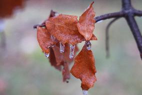 Freezing Rain Results In Surfaces Being Coated With A Sheet Of Ice In Toronto, Canada