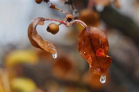 Freezing Rain Results In Surfaces Being Coated With A Sheet Of Ice In Toronto, Canada