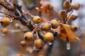 Freezing Rain Results In Surfaces Being Coated With A Sheet Of Ice In Toronto, Canada