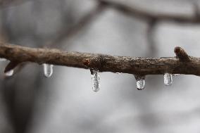 Freezing Rain Results In Surfaces Being Coated With A Sheet Of Ice In Toronto, Canada