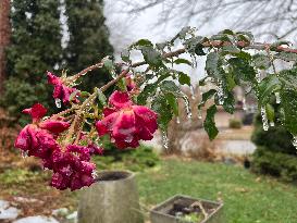 Freezing Rain Results In Surfaces Being Coated With A Sheet Of Ice In Toronto, Canada