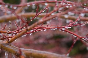 Freezing Rain Results In Surfaces Being Coated With A Sheet Of Ice In Toronto, Canada