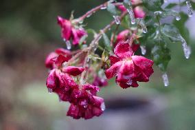 Freezing Rain Results In Surfaces Being Coated With A Sheet Of Ice In Toronto, Canada