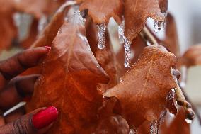 Freezing Rain Results In Surfaces Being Coated With A Sheet Of Ice In Toronto, Canada