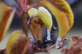 Freezing Rain Results In Surfaces Being Coated With A Sheet Of Ice In Toronto, Canada