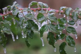 Freezing Rain Results In Surfaces Being Coated With A Sheet Of Ice In Toronto, Canada