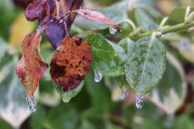 Freezing Rain Results In Surfaces Being Coated With A Sheet Of Ice In Toronto, Canada