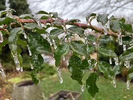 Freezing Rain Results In Surfaces Being Coated With A Sheet Of Ice In Toronto, Canada