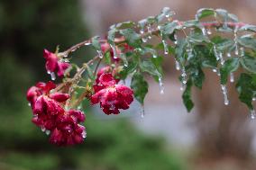 Freezing Rain Results In Surfaces Being Coated With A Sheet Of Ice In Toronto, Canada