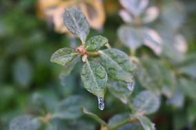 Freezing Rain Results In Surfaces Being Coated With A Sheet Of Ice In Toronto, Canada