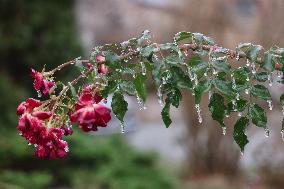 Freezing Rain Results In Surfaces Being Coated With A Sheet Of Ice In Toronto, Canada