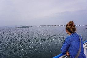 Stena Line Ferry On Board