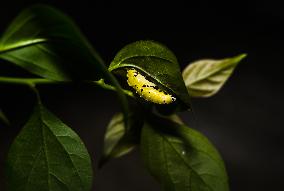 Common Jezebel - Delias Eucharis - Pupal Stage Butterfly