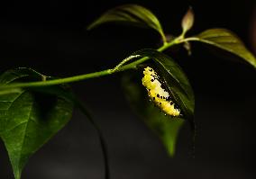 Common Jezebel - Delias Eucharis - Pupal Stage Butterfly