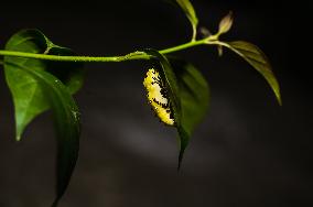 Common Jezebel - Delias Eucharis - Pupal Stage Butterfly