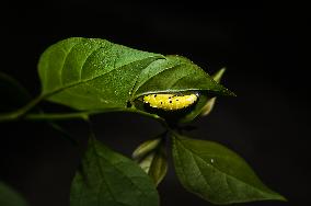 Common Jezebel - Delias Eucharis - Pupal Stage Butterfly