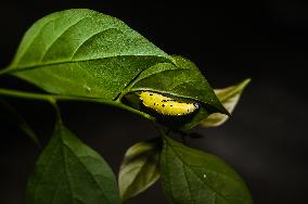 Common Jezebel - Delias Eucharis - Pupal Stage Butterfly