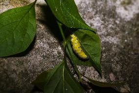 Common Jezebel - Delias Eucharis - Pupal Stage Butterfly