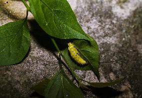 Common Jezebel - Delias Eucharis - Pupal Stage Butterfly