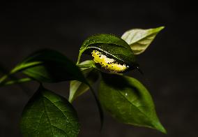 Common Jezebel - Delias Eucharis - Pupal Stage Butterfly