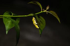 Common Jezebel - Delias Eucharis - Pupal Stage Butterfly