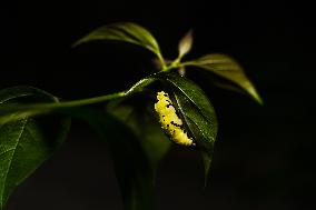 Common Jezebel - Delias Eucharis - Pupal Stage Butterfly