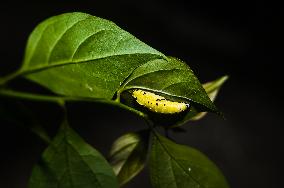 Common Jezebel - Delias Eucharis - Pupal Stage Butterfly