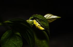 Common Jezebel - Delias Eucharis - Pupal Stage Butterfly