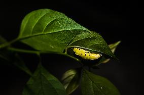 Common Jezebel - Delias Eucharis - Pupal Stage Butterfly