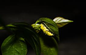 Common Jezebel - Delias Eucharis - Pupal Stage Butterfly