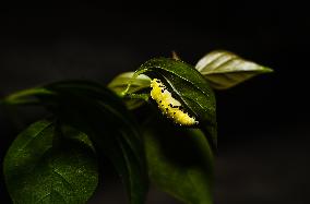 Common Jezebel - Delias Eucharis - Pupal Stage Butterfly