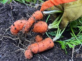 Agriculture In Canada