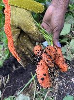 Agriculture In Canada