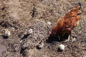 Hen With Chicks