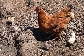 Hen With Chicks