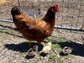 Hen With Chicks