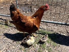 Hen With Chicks