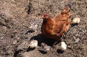 Hen With Chicks