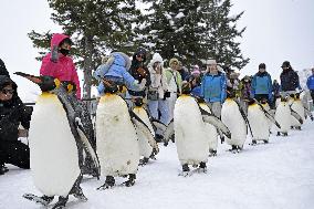 Parade of penguins in Hokkaido