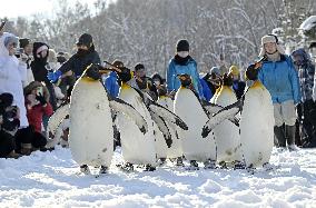 Parade of penguins in Hokkaido