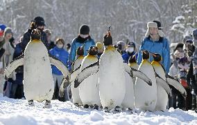 Parade of penguins in Hokkaido