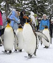 Parade of penguins in Hokkaido