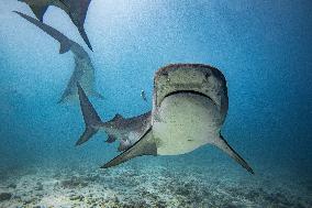 Tiger sharks in Fuvahmulah island - South Maldives